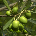 Extract de Măsline (Fracțiune Nutritivă)(Olea Europaea Olive Oil Unsaponifiables)