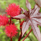 Ulei Organic de Ricin